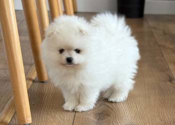 SZPIC MINIATUROWY POMERANIAN PIĘKNE SZCZENIĘTA