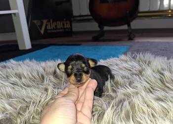 Pinczer miniatura
