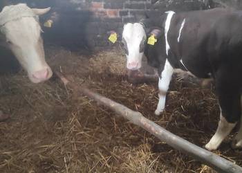 Sprzedam byczka simentalera