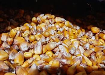 Kukurydza sucha zbiór 2025