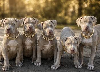 American pit bull Terrier - wyjątkowa suczka I piesek