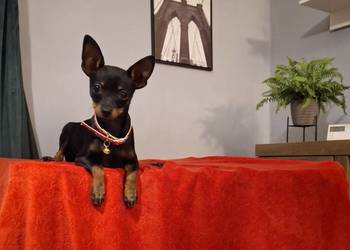 Ratlerek pinczer sarenka miniaturka