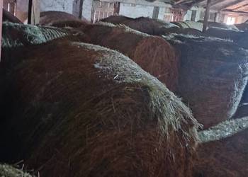 Sprzedam siano w belach