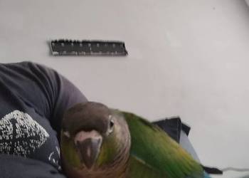 Rudosterki ręcznie karmione