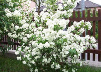 JAŚMINOWIEC Dame Blanche - sadzonki w doniczkach