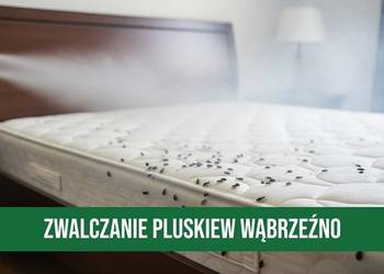 Zwalczanie Pluskiew Wąbrzeźno - Odpluskwianie, Dezynsekcja