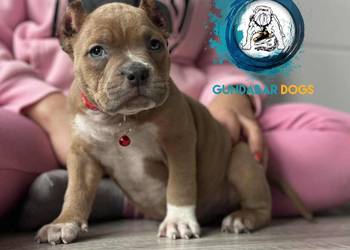 American Bully ABKC Gundabardogs