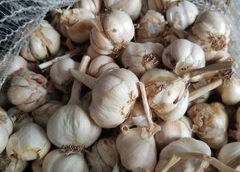 Czosnek Jarus. Do sadzenia