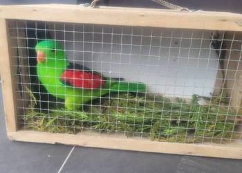 Papuga czerwonoskrzydła