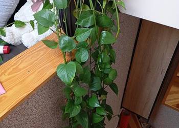sprzedam epipremnum zlociste około 2,5m
