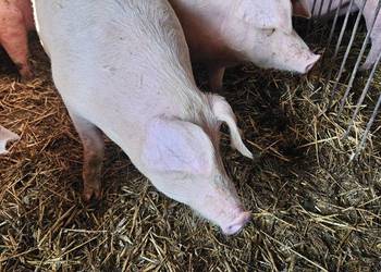 Tuczniki karmione własną paszą