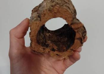 Grota, tuba dębu korkowego - idealna kryjówka do małego terra