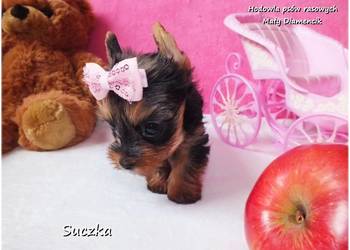 Malutka suńka York Yorkshire Terrier + Rodowód + Wyprawka