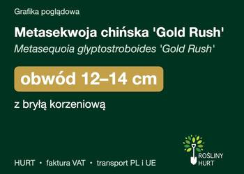 Metasekwoja chińska 'Gold Rush' obwód 12-14 cm, z bryłą – HURT