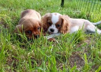 Cavalier King Charles spaniel