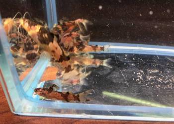 Sum wenezuelski Arlekinek