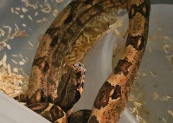 Boa imperator samce 2025