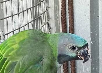 Alekandretty Chińskie