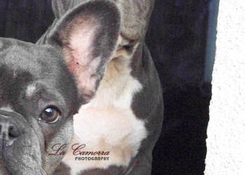 American Staffordshire Terrier Amstaff Suczka