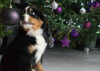 Berneńczyk czyli Berneński Pies Pasterski