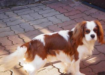 cavalier king charles spaniel