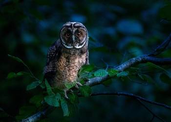 Magia rytualna, ezoteryka, nakładanie klątw, pomoc w miłości