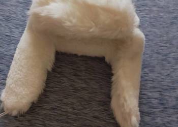 Czapka