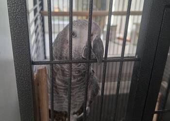 Żako kongijskie samica