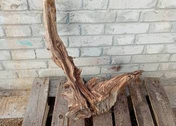 Korzeń ozdobny do ogrodu