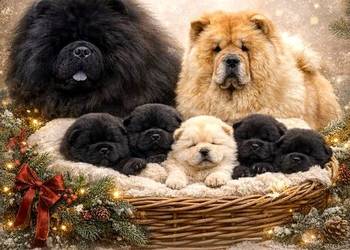 Chow Chow - Czarne Szczeniaki