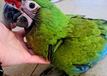 Ara zielona/Militaris - samica 2025