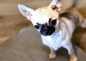 Chihuahua maleńka XXXXS Dziewczynka Idealnej budowy Rodowód FCI ! ! !