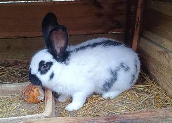 Samiec srokacz 8 miesiecy