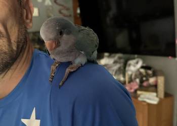 Papużki kolorowe ręcznie karmione