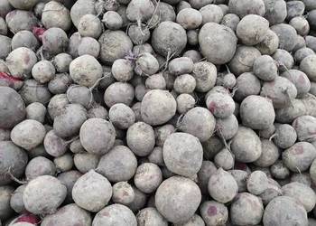 Buraczek czerwony na przemysł ćwikłowy