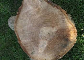 Pień orzecha włoskiego, średnica 37 cm