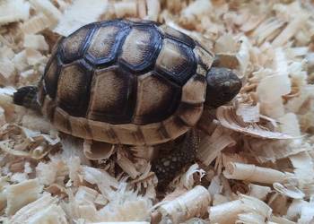Żółw obrzeżony Testudo marginata – żółw obrzeżony młody