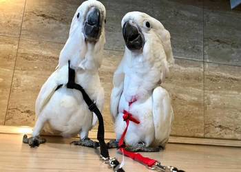 Kakadu Alba, Park Papug Kraków