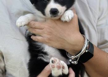 Szczenięta Border Collie FCI po przebadanych rodzicach
