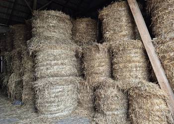 Słoma żytnia i pszenżytnia 120x120