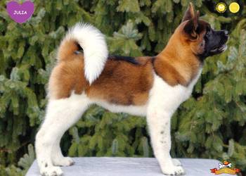 Suczka szczeniak Akita Amerykańska PlayTime FCI - gotowa do odbioru