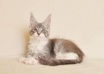 Przepiękna koteczka Maine Coon - Legalna hodowla