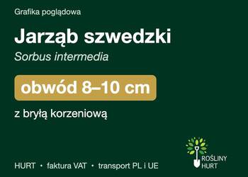 Jarząb szwedzki (Sorbus intermedia) obwód 8-10 cm, z bryłą – HURT