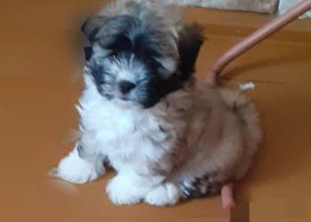 Hawanczyk hawaneze slodkie maluszki