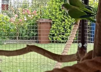 Papugi mnichy nizinne para