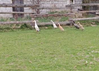 Biegusy indyjskie 25r