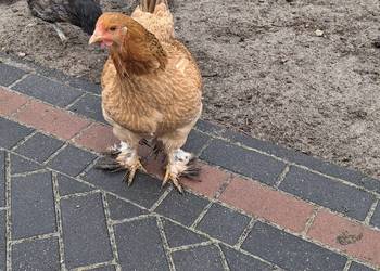 kury z wolnego wybiegu