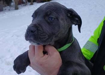 Cane Corso suczka