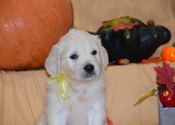 Szczenięta Golden retriever zkwp FCi