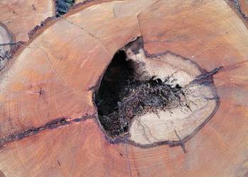 Lipa kłoda ponad 100lat